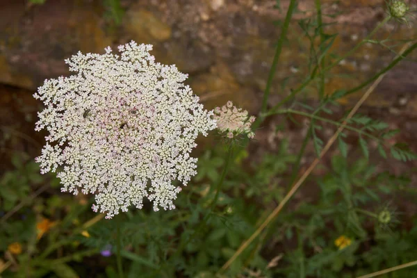 Daucus Carota Tanaman Atau Wortel Liar Mekar — Stok Foto