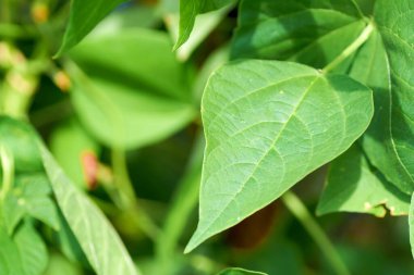 Güneş ışığında yeşil fasulye yaprakları.