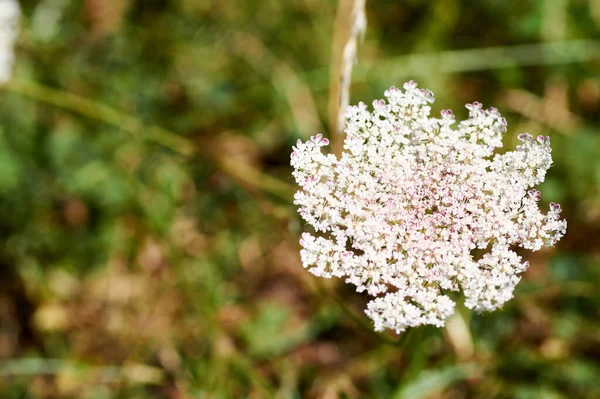 Растения Daucus Carota Дикая Морковь Цветении — стоковое фото