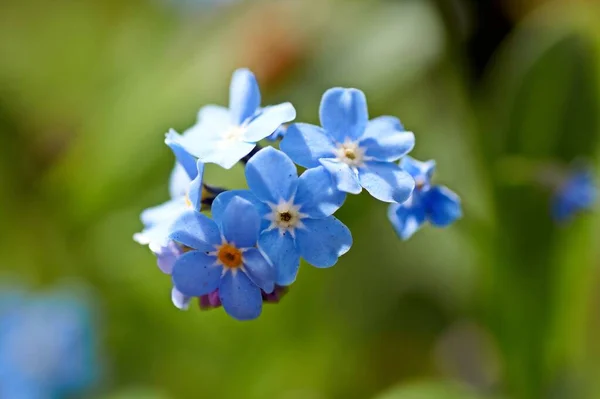 Myosotis, forget-me-not in the Eifel, Germany photographed in spring — Stock Photo, Image