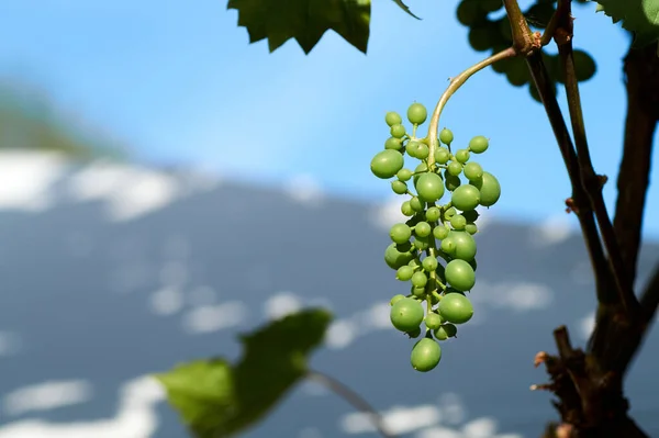 Raisins de vin suspendus sur un buisson dans une belle journée ensoleillée — Photo