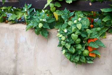 Daldaki kırmızı kabuktaki bitki örtüsü, Physalis Peruviana..