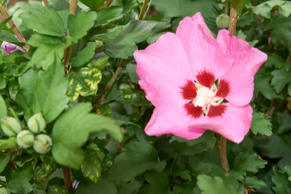 Цветущее розовое дерево гибискуса. Ярко-розовый цветок hibiscus hibiscus sinensis — стоковое фото