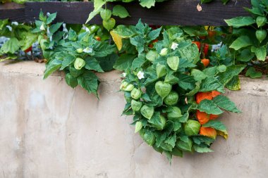 Daldaki kırmızı kabuktaki bitki örtüsü, Physalis Peruviana..