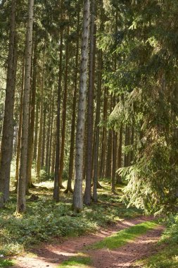 Almanya 'nın Eifel dağlarındaki bir yamaçtaki dik ağaçları sürgüle..