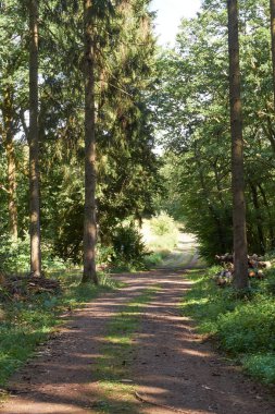 Almanya 'nın Eifel dağlarındaki bir yamaçtaki dik ağaçları sürgüle..