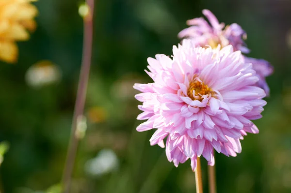 Dahlienblüte Namens Dahlia Sylvia Die Einem Garten Wächst — Stockfoto