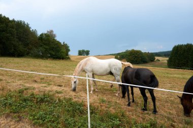 Güzel atlar çimenlerde otlar, arka planda yüksek dağlar, parlak yeşil çimenler..