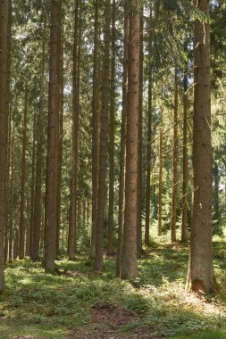 Almanya 'nın Eifel dağlarındaki bir yamaçtaki dik ağaçları sürgüle..