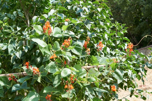 Feijão Campo Floresce Com Flores Vermelhas Início Verão — Fotografia de Stock