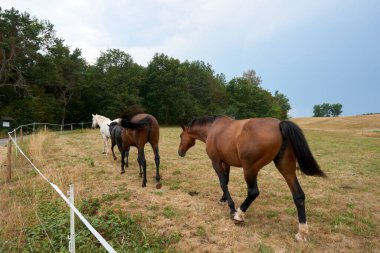 Güzel atlar çimenlerde otlar, arka planda yüksek dağlar, parlak yeşil çimenler..