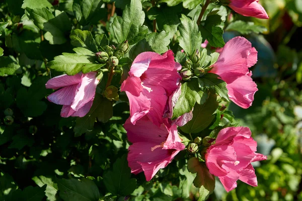Virágzó Rózsaszín Hibiszkusz fa. Fényes rózsaszín virág hibiszkusz Hibiszkusz rosa sinensis — Stock Fotó