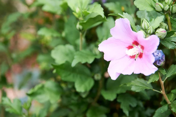 Flowering Pink Hibiscus Tree. Bright pink flower of hibiscus Hibiscus rosa sinensis