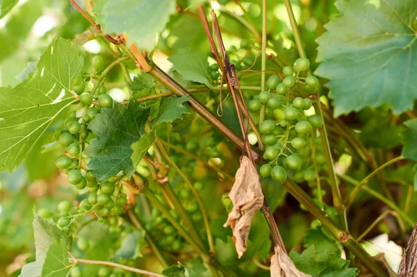 Raisins Vin Suspendus Sur Buisson Dans Une Belle Journée Ensoleillée — Photo