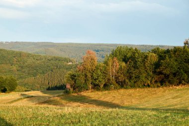 Yazın güneşli bir günde Polonya 'nın dik yüksek ormanlarında parlak, taze, vahşi bir yol.
