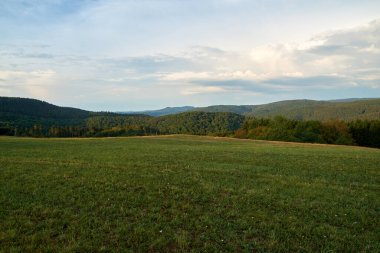 Yazın güneşli bir günde Polonya 'nın dik yüksek ormanlarında parlak, taze, vahşi bir yol.