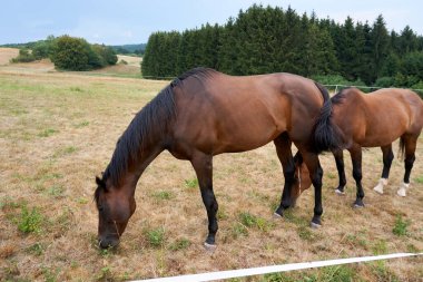 Güzel atlar çimenlerde otlar, arka planda yüksek dağlar, parlak yeşil çimenler..