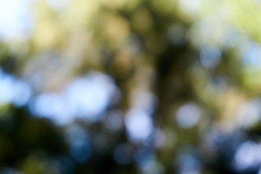 Yeşil bokeh, doğa ormanının arka planında odak dışı..