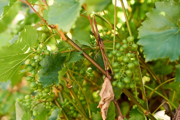 Raisins Vin Suspendus Sur Buisson Dans Une Belle Journée Ensoleillée — Photo