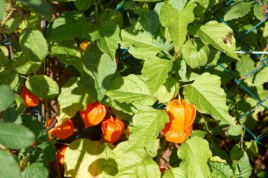 Daldaki kırmızı kabuktaki bitki örtüsü, Physalis Peruviana..