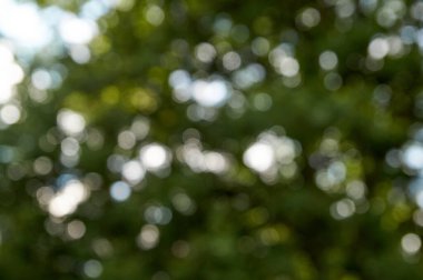 Yeşil bokeh, doğa ormanının arka planında odak dışı..