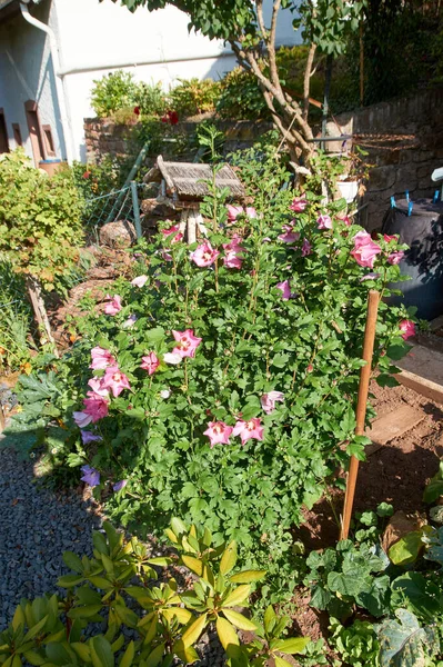Floração Rosa Hibisco Árvore. Flor rosa brilhante de hibisco Hibiscus rosa sinensis — Fotografia de Stock
