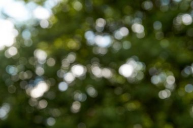 Yeşil bokeh, doğa ormanının arka planında odak dışı..