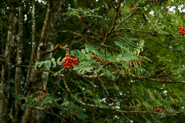 Berries of a red rowan against the sky — Stok Foto