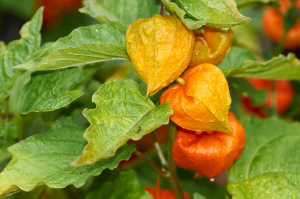Daldaki kırmızı kabuktaki bitki örtüsü, Physalis Peruviana.