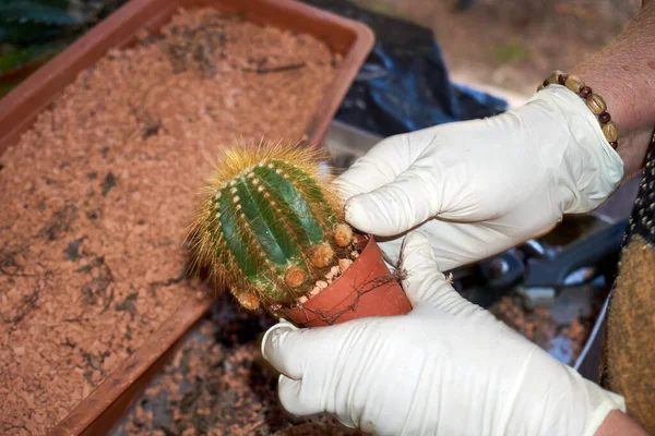 Três cactos altos em potes desenhados à mão esboço realista