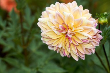 Dahlia çiçeği. Dahlia Sylvia. Bahçede yetişiyor..