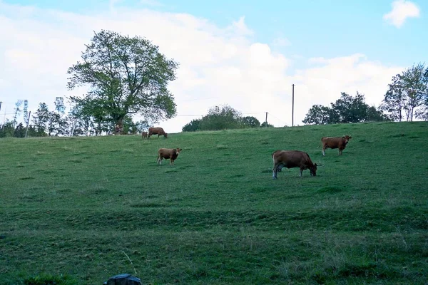 新鮮な緑の牧草地で牛の群れが放牧されている — ストック写真