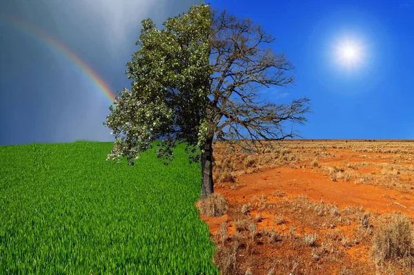 Conceito Clima Mudou Meia Árvore Viva Meia Morta Cruzamento Salvar Imagem De Stock