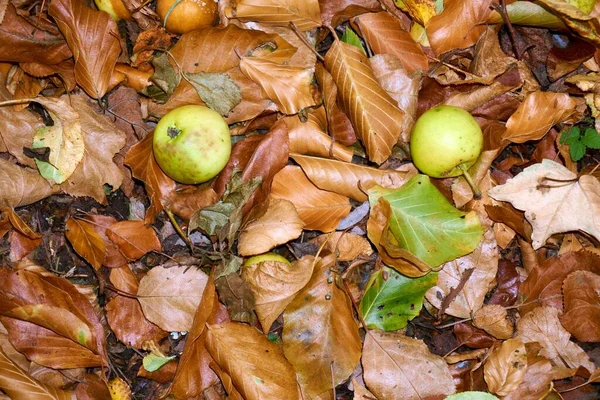 Sfondo Astratto Foglie Autunnali Sfondo Autunno — Foto Stock