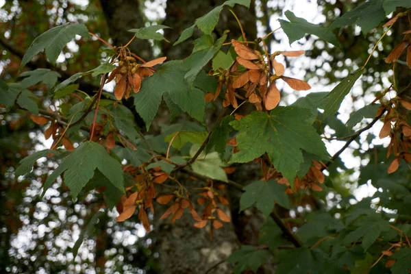 Ветви Семенами Acer Pseudoplatanus Дерево Известное Sycamore Sycamore Клен — стоковое фото