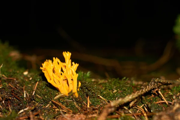 Cogumelo laranja ramaria fagetorum na floresta em musgo — Fotografia de Stock