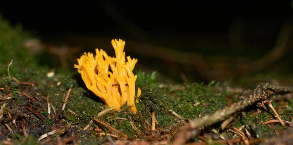 Cogumelo laranja ramaria fagetorum na floresta em musgo — Fotografia de Stock