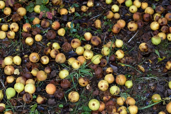 rotten apples photographed on the ground in the nature in autumn