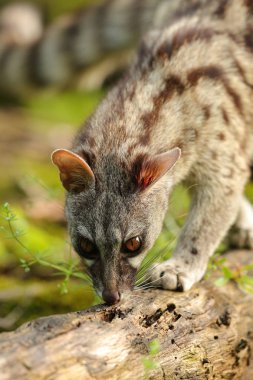 Genet smelling on a trunk in a forest with day light clipart