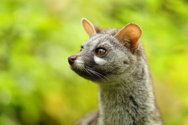 Güzel genet baş portre yanında yeşil bir arka plan ile seyir