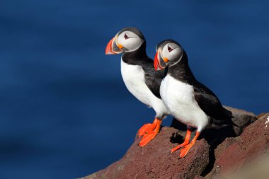 Bir İzlanda cliff üzerinde iki güzel puffins