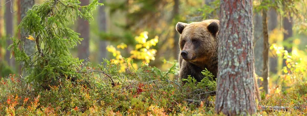 Brown Bear Head Tree Forest — Stock Photo, Image