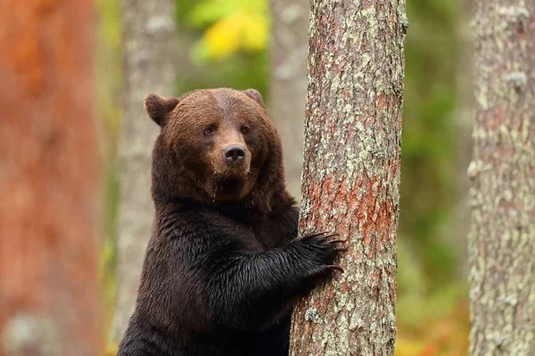 Grande Urso Marrom Inclinado Uma Árvore Uma Floresta Mostrando Garra — Fotografia de Stock