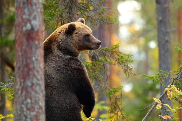 Großer Braunbär Steht Hustend Wald — Stockfoto