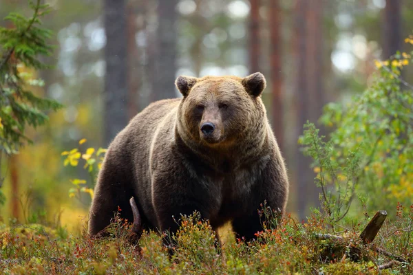 Μπροστινή Άποψη Πορτρέτο Του Ένα Μεγάλο Καφέ Αρκούδα Στο Δάσος — Φωτογραφία Αρχείου