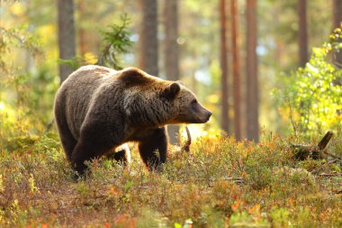 Portrait of a big brown bear in a colorful forest looking at side in autumn clipart