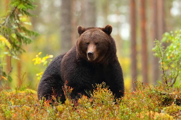 Vista Frontal Retrato Grande Urso Marrom Sentado Uma Floresta Outono — Fotografia de Stock