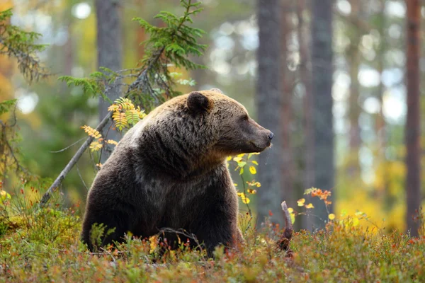 Портрет Великого Коричневого Ведмедя Який Дивиться Сторону Лісі Восени — стокове фото