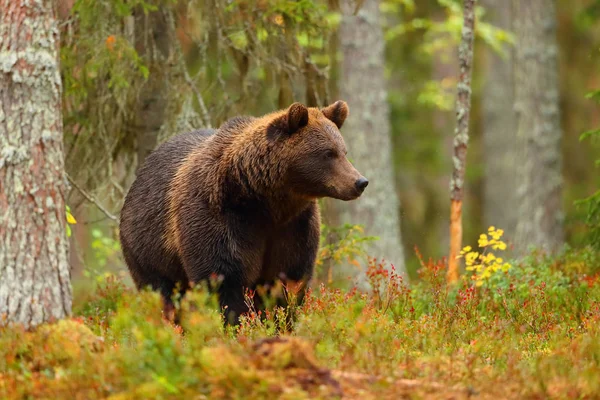 Urso Marrom Grande Andando Uma Floresta Colorida Outono — Fotografia de Stock