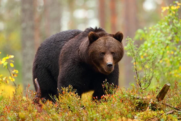 Urso Marrom Grande Andando Uma Floresta Colorida Temporada Outono — Fotografia de Stock